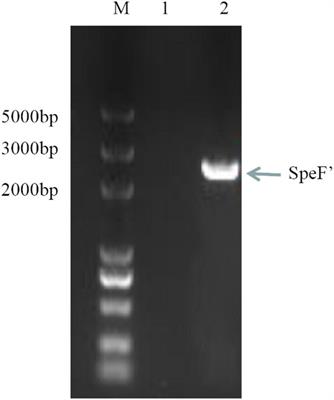 Heterologous expression and activity verification of ornithine decarboxylase from a wild strain of Shewanella xiamenensis